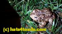 /home//u458753944/public_html/sourcegallery/////Roxborough Toad Detour/2013-2019/2016/2016-04-26/20160426_213229.jpg